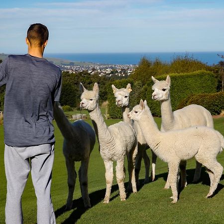 ديوندين Alpaca Farmstay المظهر الخارجي الصورة