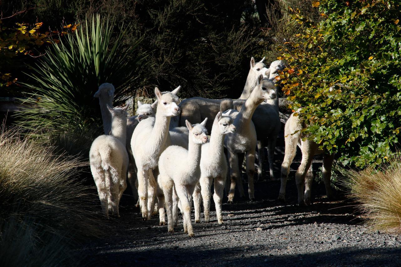 ديوندين Alpaca Farmstay المظهر الخارجي الصورة